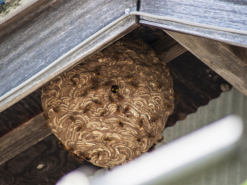 軒下にできた蜂の巣の写真
