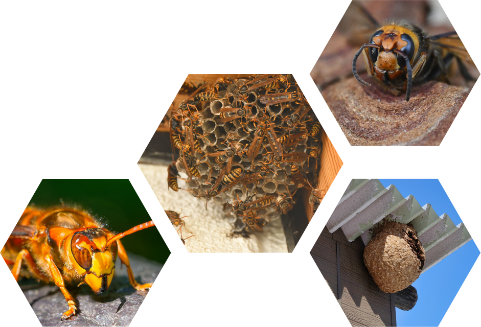 蜂や蜂の巣の写真